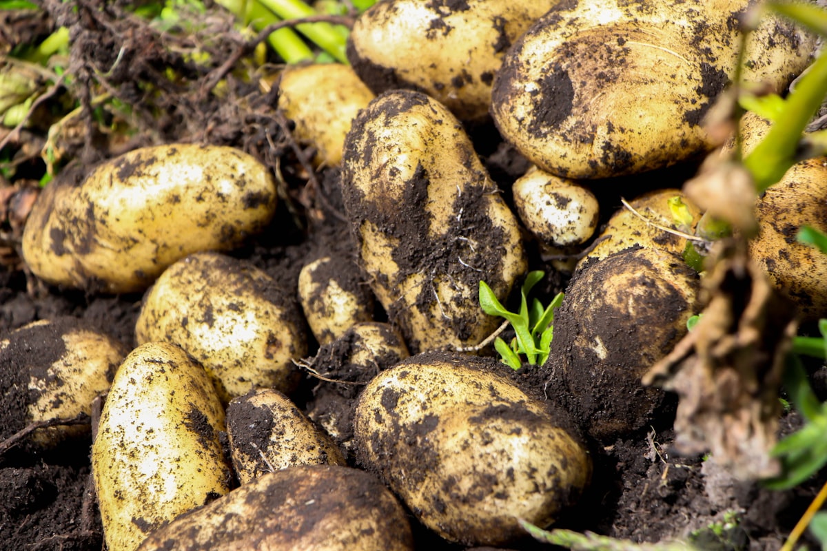 Frisch geerntete Kartoffeln liegen auf aufgelockerter Erde