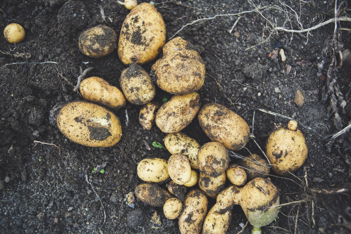 Ein Haufen Kartoffeln auf einem Erdfeld nach der Ernte