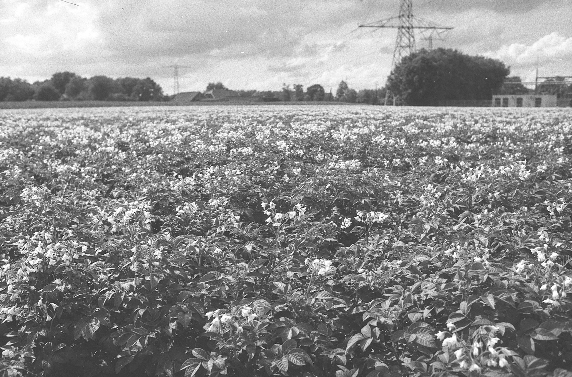 Blühendes Kartoffelfeld mit violetten Kartoffelblüten unter bewölktem Himmel